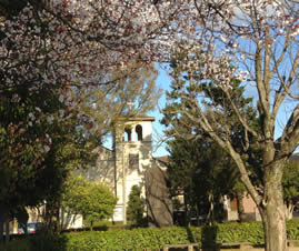教会全景と桜